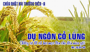 Chúa Nhật XVI Thường niên, năm A: Nước Trời như người kia gieo giống