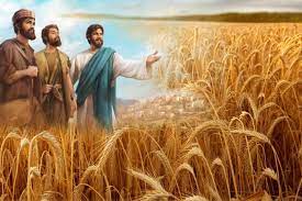 Chúa nhật XIV Thường Niên – Năm C