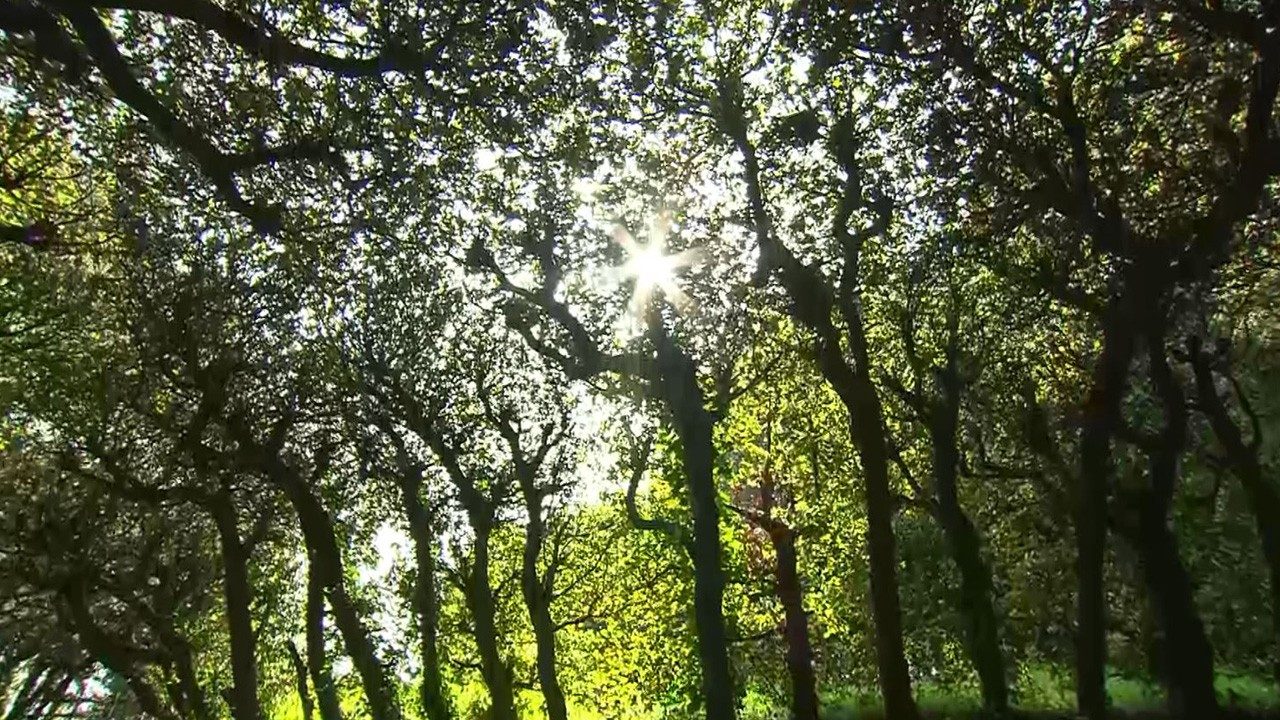 ĐTC Lêô kêu gọi hành động cho việc Chăm sóc thụ tạo