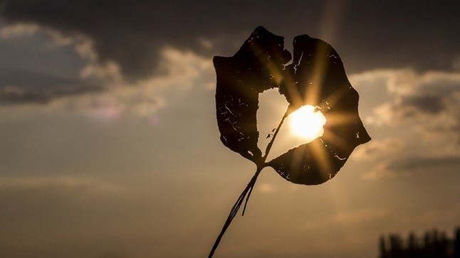 “Trái tim của Andrea”: Niềm hy vọng được sinh ra từ nỗi đau