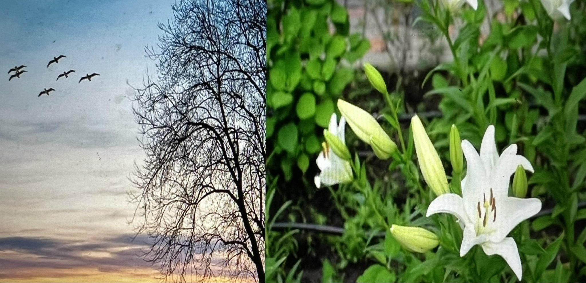 XIN CHỌN LÀM “CÁNH CHIM VÔ TƯ” HAY “ĐOÁ HUỆ HỒN NHIÊN”  (Chúa Nhật 25 TN C – 2025)