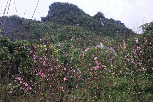 ĐTC chúc mừng các nước mừng Tết Nguyên đán