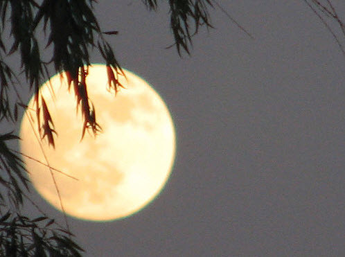 Trăng Vàng Mùa Thu