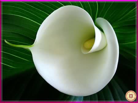 Những lệch lạc trong đời sống khiết tịnh