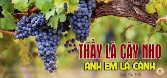 “Thầy là cây nho, anh em là cành” (Ngày 22.5.2019 – Thứ Tư tuần V Phục Sinh)
