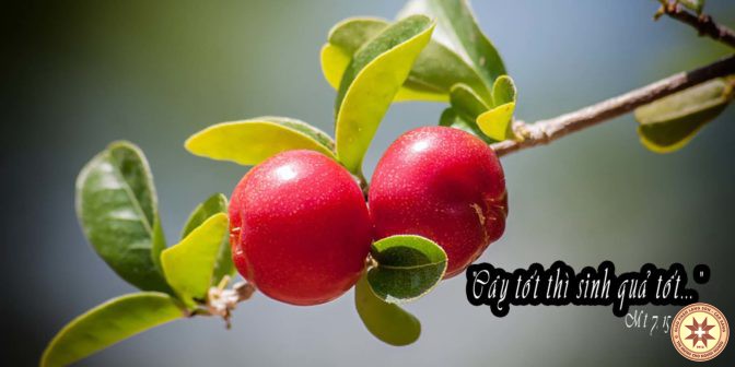 “Cây tốt thì sinh quả tốt… » – Suy niệm Thứ Tư ngày 26.6.2019