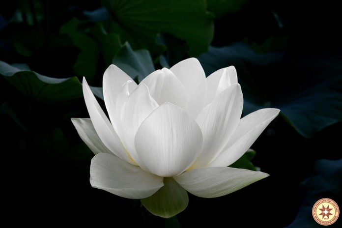 Kitô hữu giữa một xã hội khủng hoảng đạo đức: Ơn gọi sống chứng nhân cho tiếng lương tâm