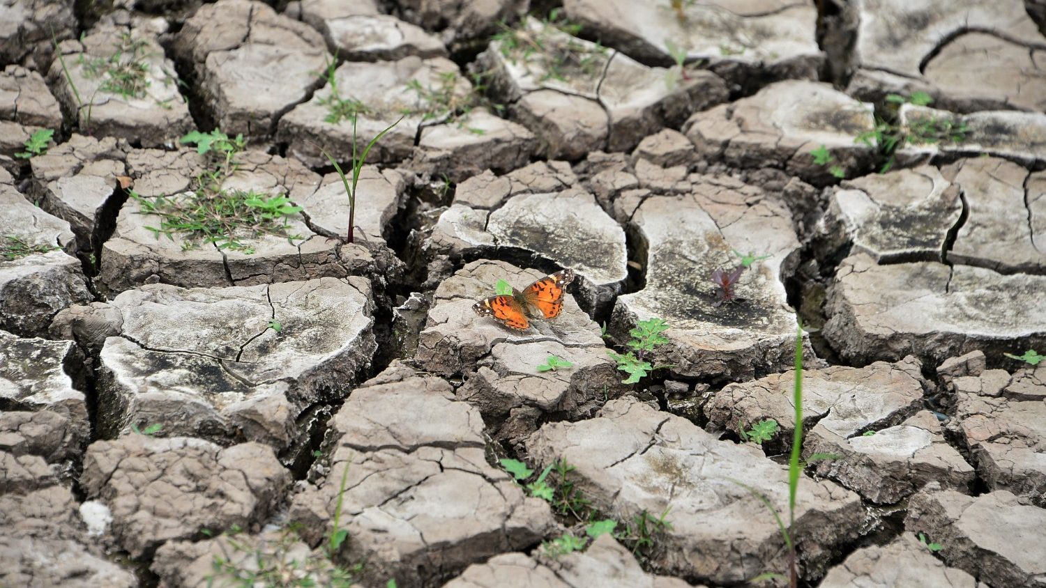 Đồng Bằng Sông Cửu Long bị bức tử và tiếng kêu cứu cần được lắng nghe