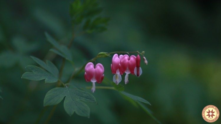 Caritas quốc tế: Tinh thần liên đới phải được thể hiện trong việc bảo vệ thiên nhiên