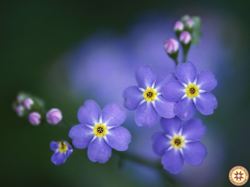 Xin đừng quên tôi!